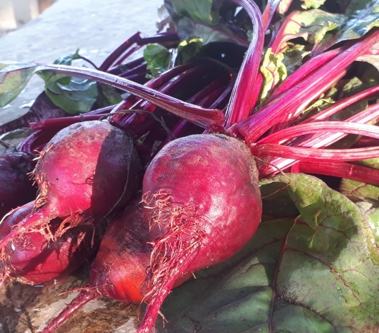 Fresh beetroot