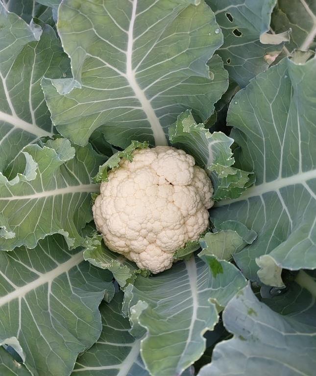 Fresh cauliflower