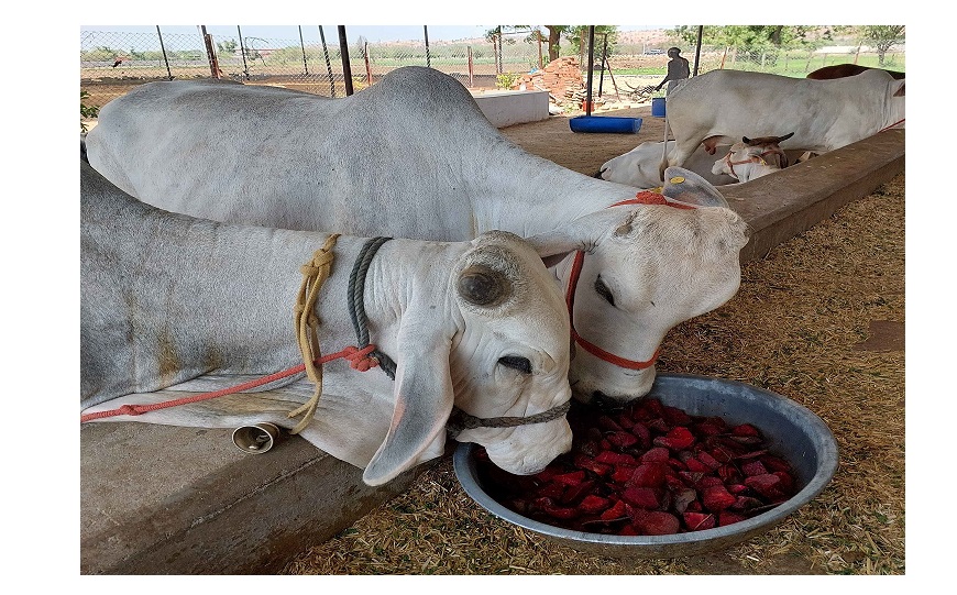 Tharparkar cows at rest