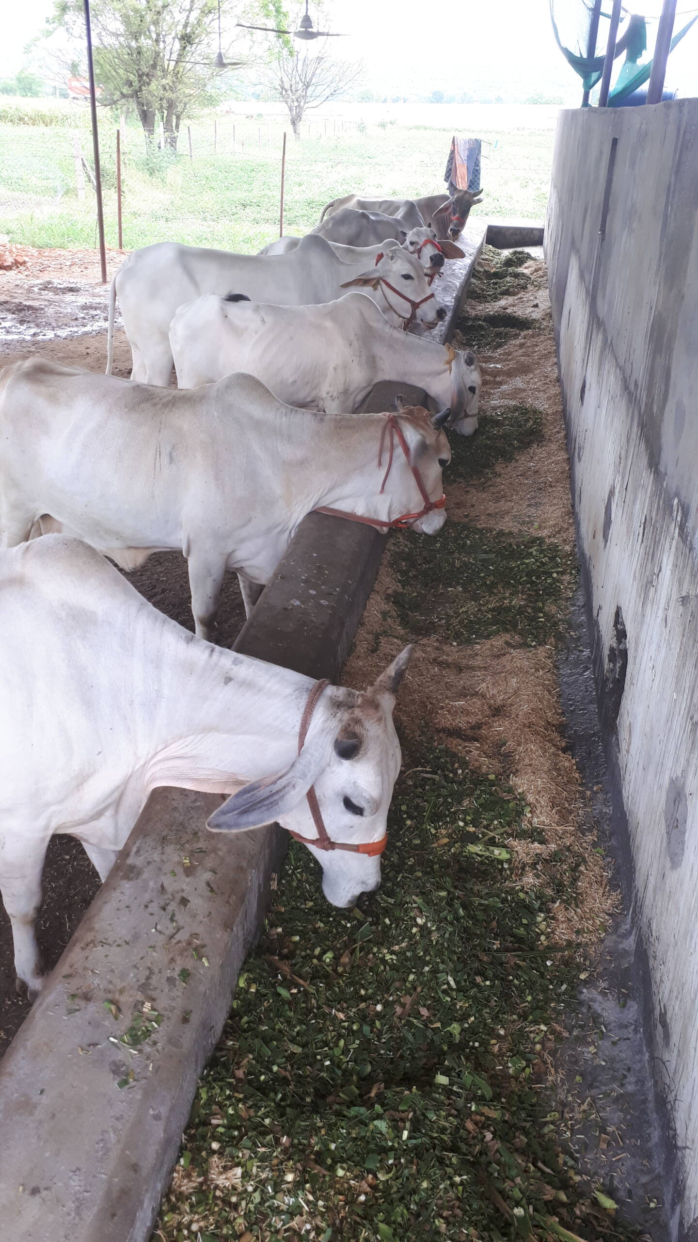Tharparkar cows being fed at the V-Desi farm