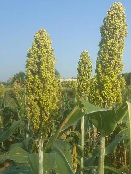 Jowar growing at the V-Desi farm