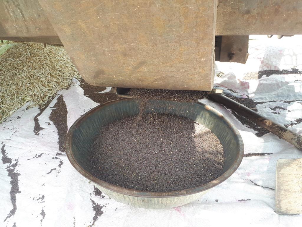 Mustard seeds from the farm